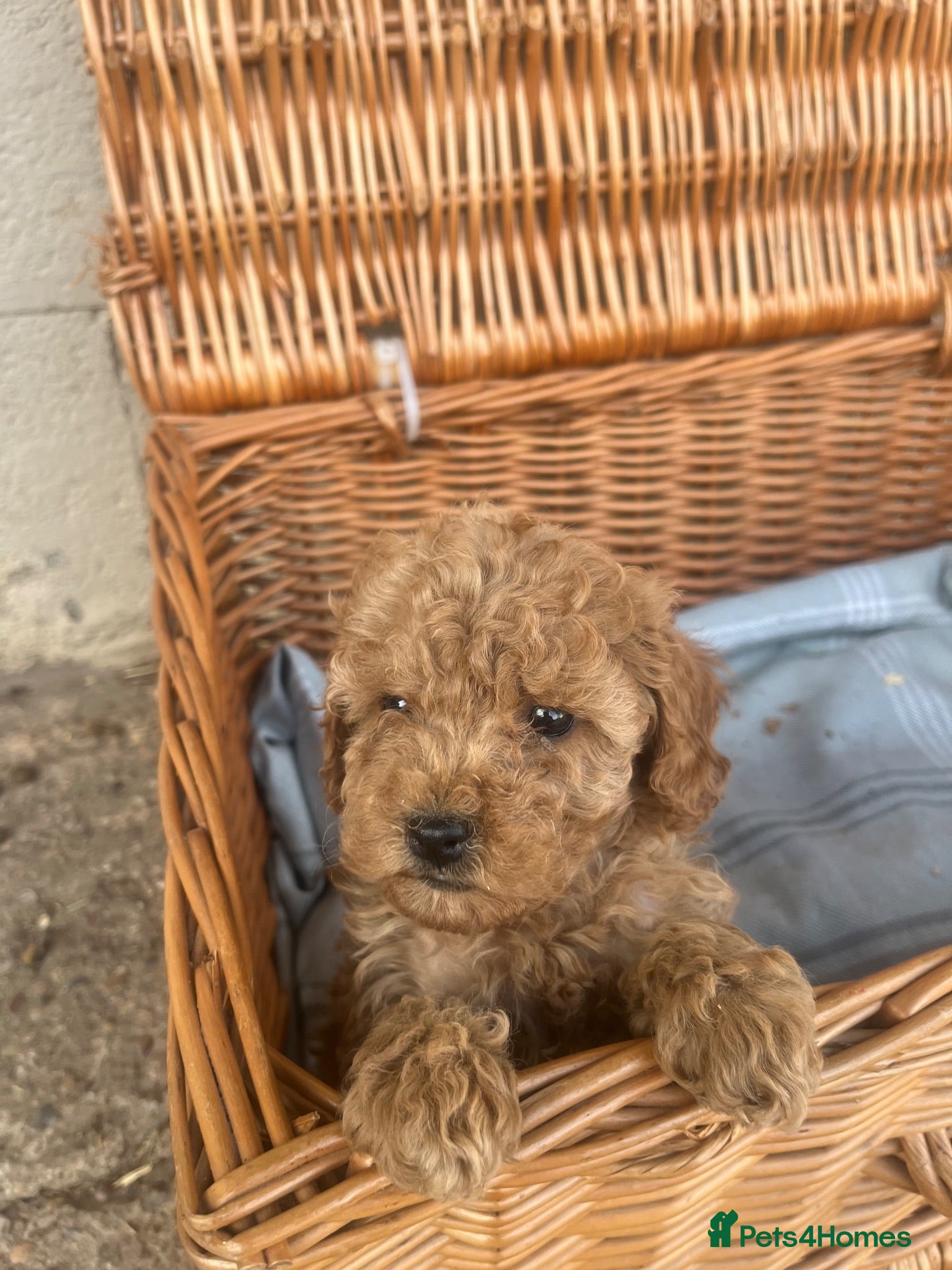 Cockapoo dogs Cockpoo pups  - Advert 3