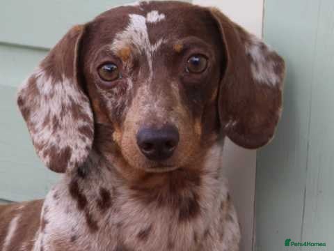 Miniature Dachshund dogs Chocolate dapple kc - Advert 4
