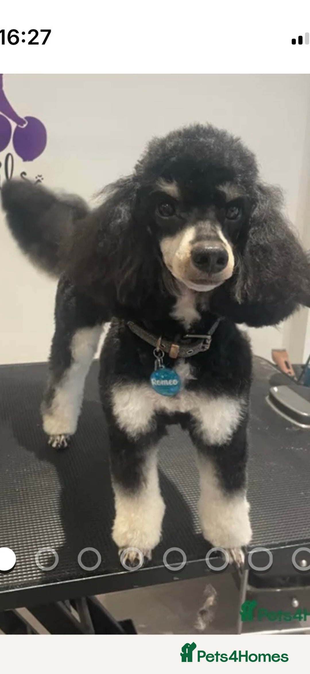 Cavapoo dogs for sale: Beautiful F1b Cavapoo Puppies - Advert 3