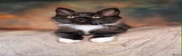 Maine Coon cats for sale: Beautiful TICA Registered Maine Coon Kittens - Advert 17