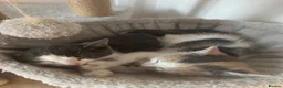 Mixed Breed cats for sale: Beautiful Calico and bicolour Kittens!! - Advert 7