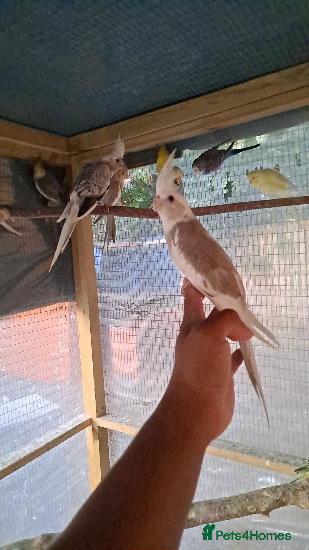 Cockatiels birds for sale: Silly hand tamed baby cockatiels for sale  - Image 4