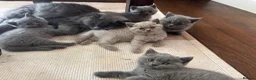 British Shorthair cats for sale: British shorthair kittens 🐱  - Advert 18