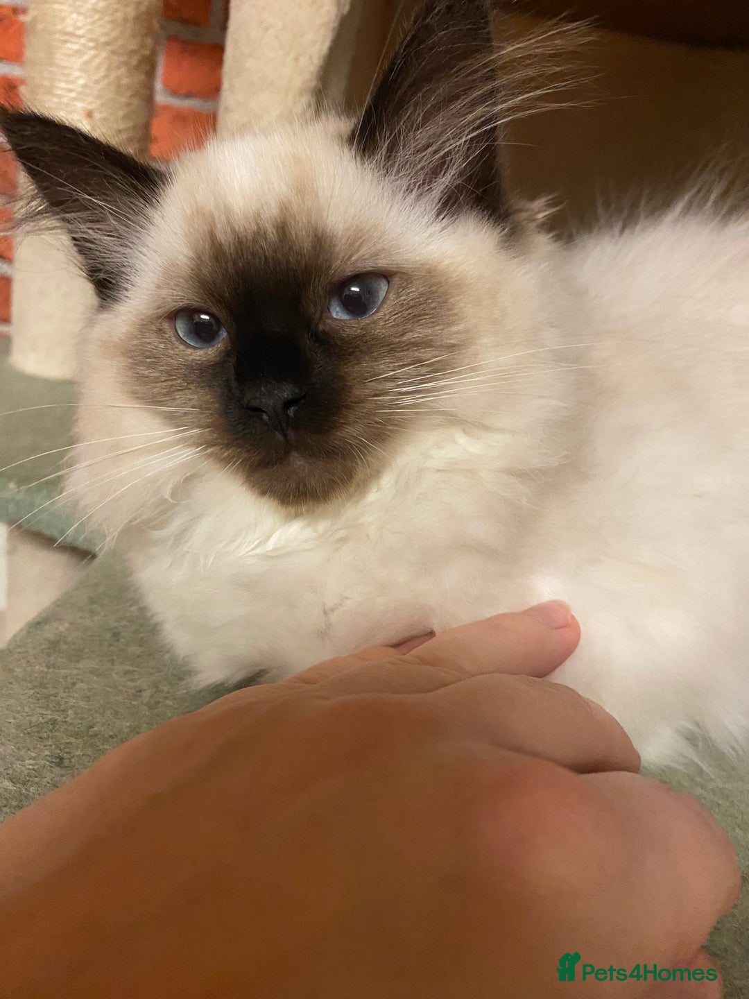Ragdoll cats for sale: Female ragdoll  - Advert 6