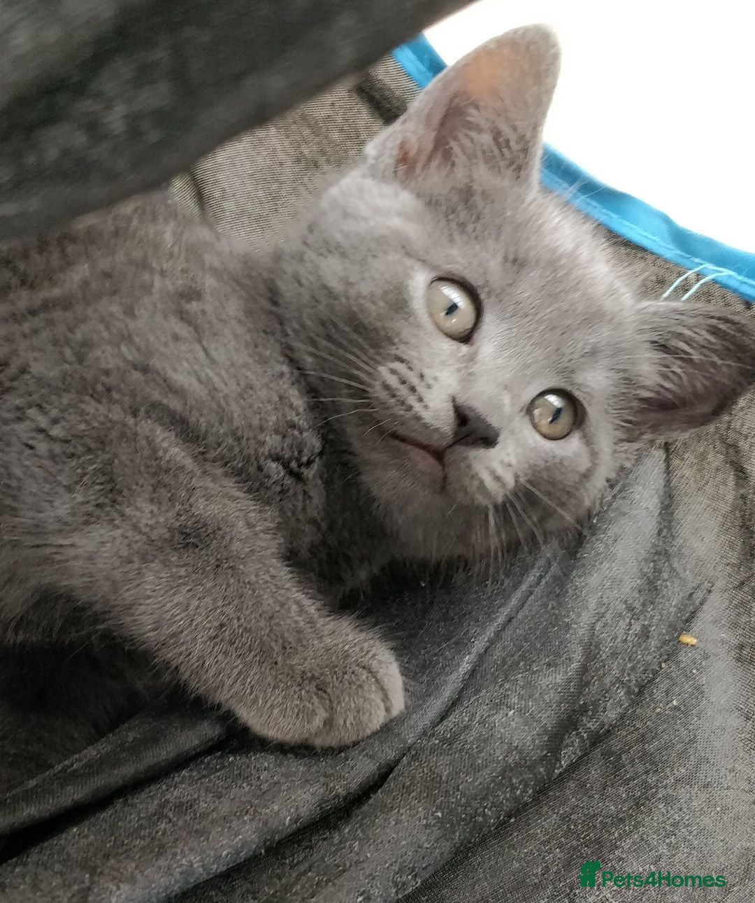 Russian Blue cats Gorgeous gentle Russian Blue kitten little Girlie - Advert 17