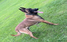 Belgian Shepherd Dog dogs for stud: kc registered Belgian malinois in Chorley - Image 1