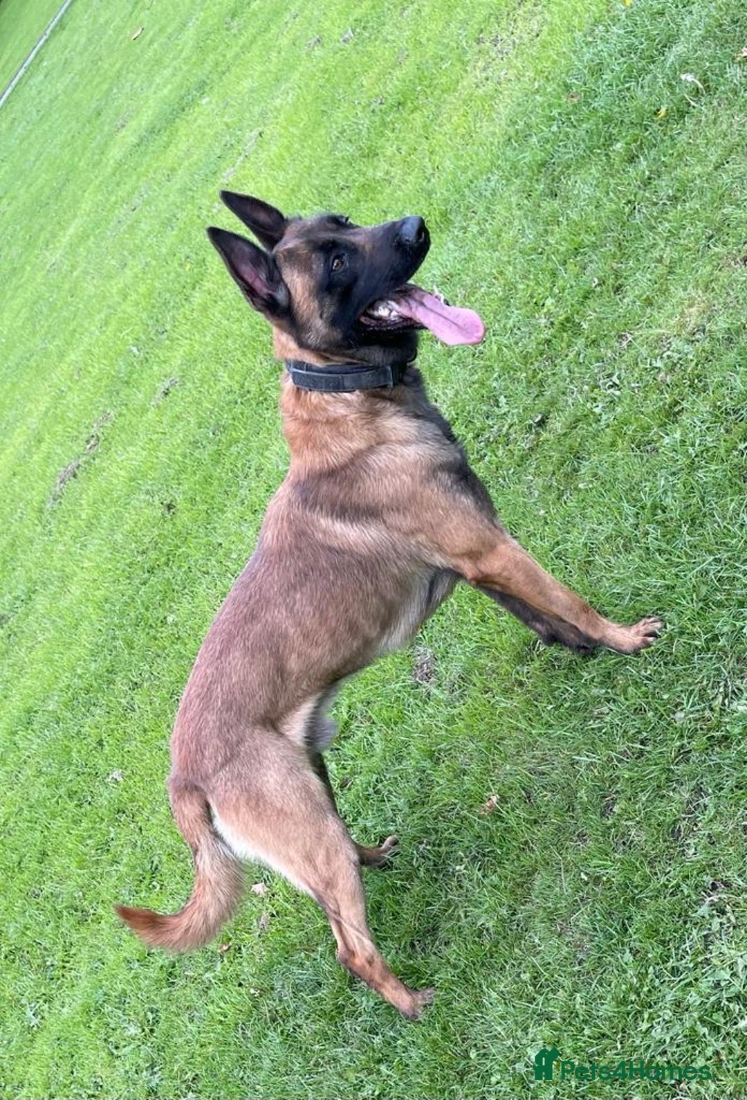 Belgian Shepherd Dog dogs for stud: kc registered Belgian malinois in Chorley - Image 1