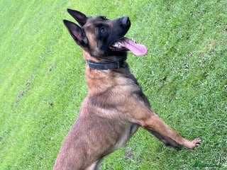 Belgian Shepherd Dog dogs in Chorley - Advert 4