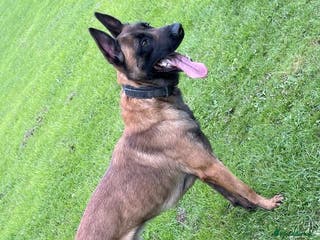 Belgian Shepherd Dog dogs kc registered Belgian malinois in Chorley - Advert 1