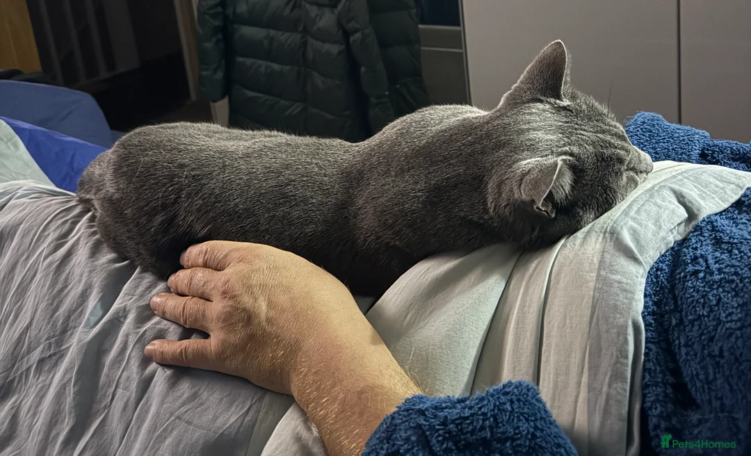 Russian Blue cats for stud: Pure Russian Blue Stud Available for Mating in Chessington - Advert 19