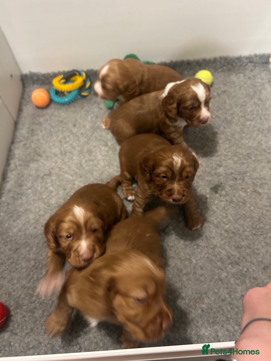 Cocker Spaniel dogs for sale: Top Quality Working Cocker Spaniels - Image 12
