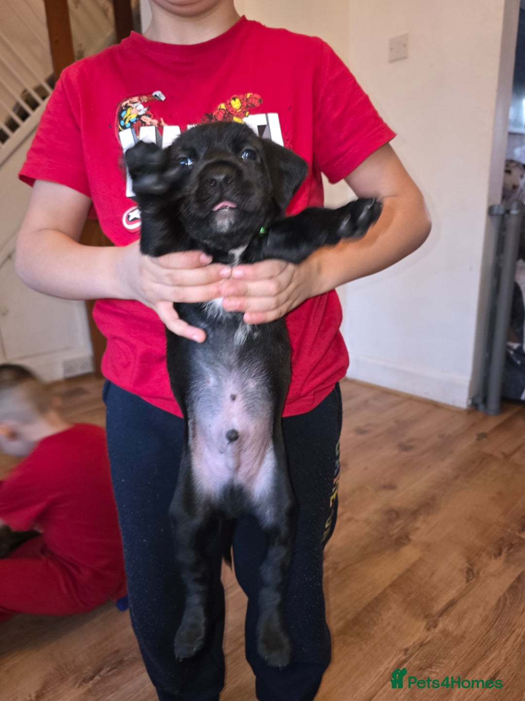 Mixed Breed dogs for sale: Puppies for sale - Advert 5