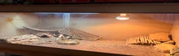 Bearded Dragon reptiles for sale: Red/Orange Bearded Dragon in Diss - Advert 3