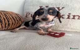 Miniature Dachshund dogs for sale: Miniature smooth dachshund puppies ready now - Image 3