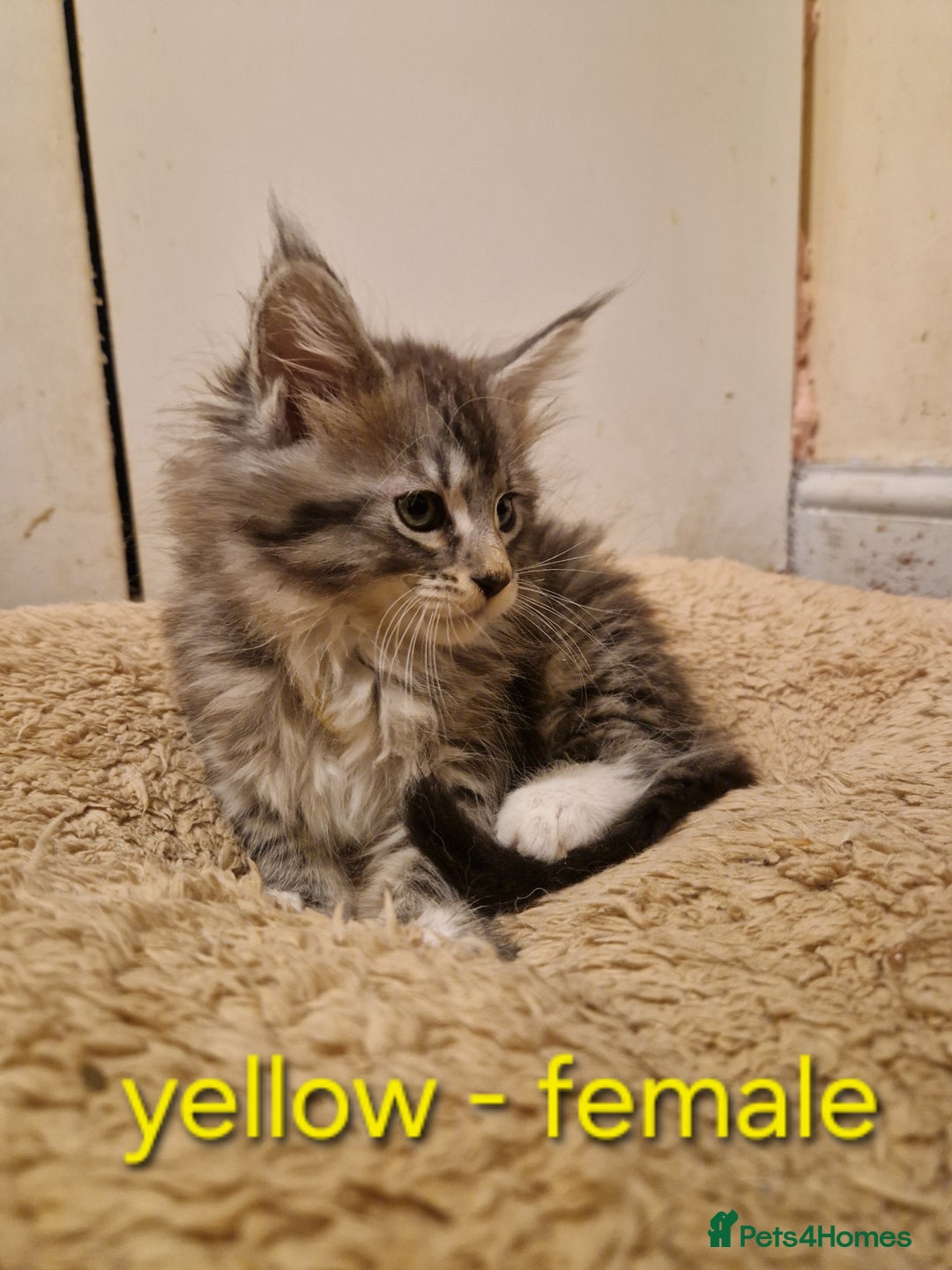 Maine Coon cats for sale: Sweet Maine Coon kittens - Advert 10