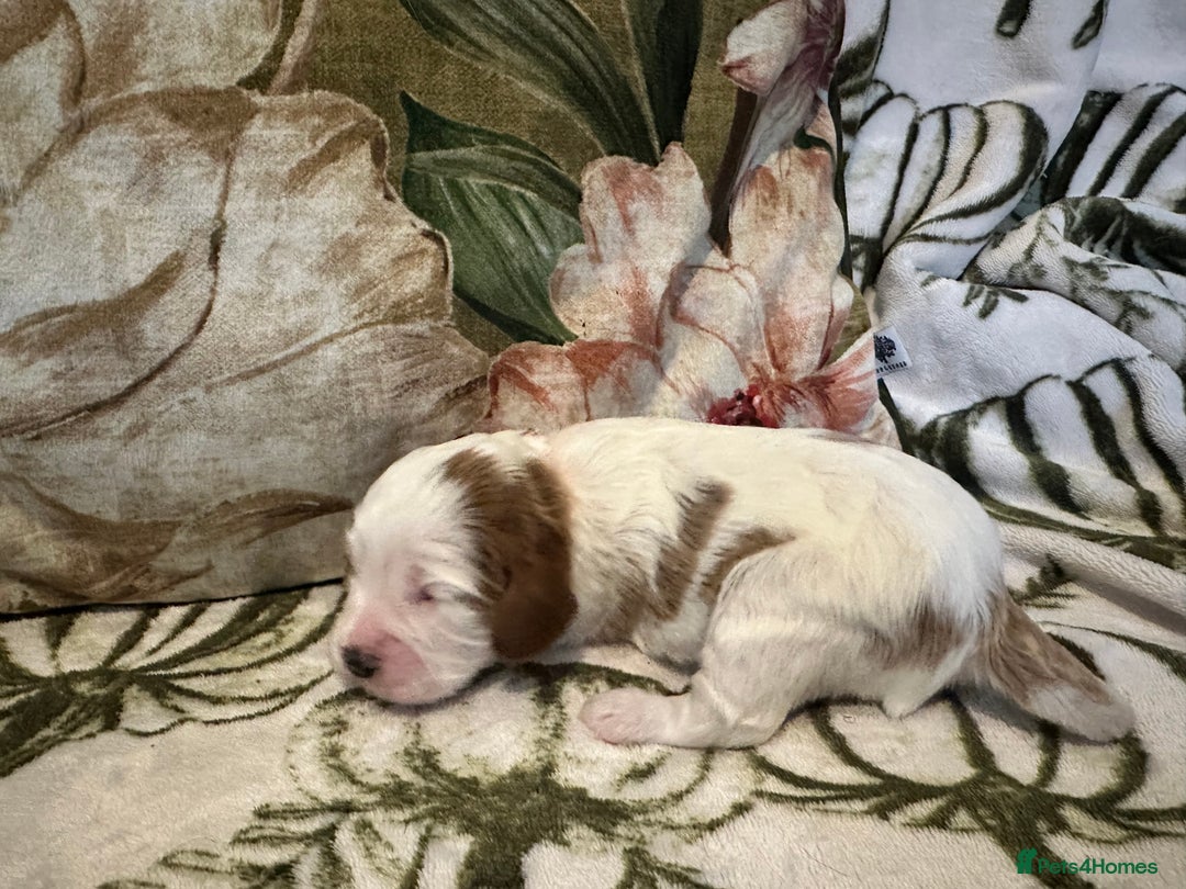 Mixed Breed dogs for sale: Cockalier puppies  - Advert 2