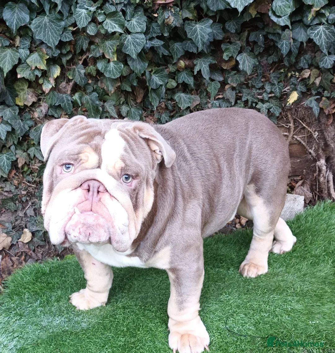 English Bulldog dogs for stud: Dog for stud in Dagenham - Advert 12