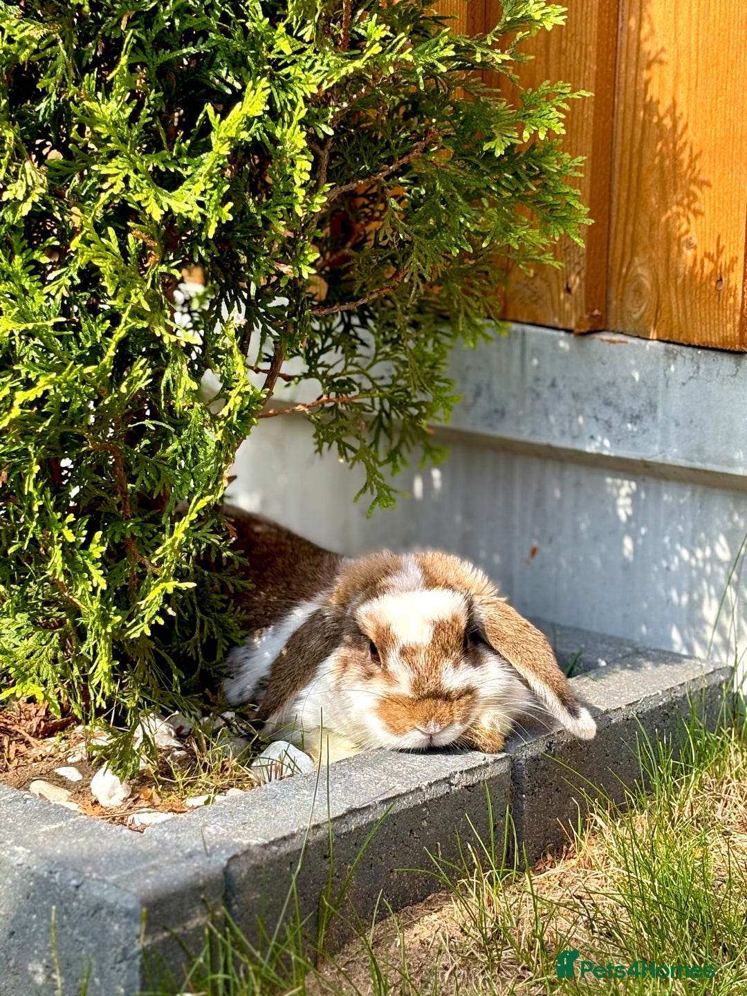 Mini Lop rabbits for sale: Mini lop - Image 2