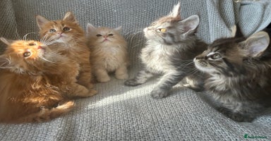 Maine Coon cats - Advert 10
