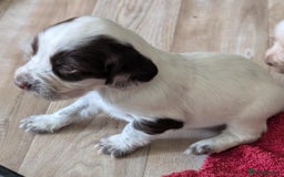 Cocker Spaniel dogs for sale: 2 x BOYS - KC Reg Working Cocker Spaniels - Image 12