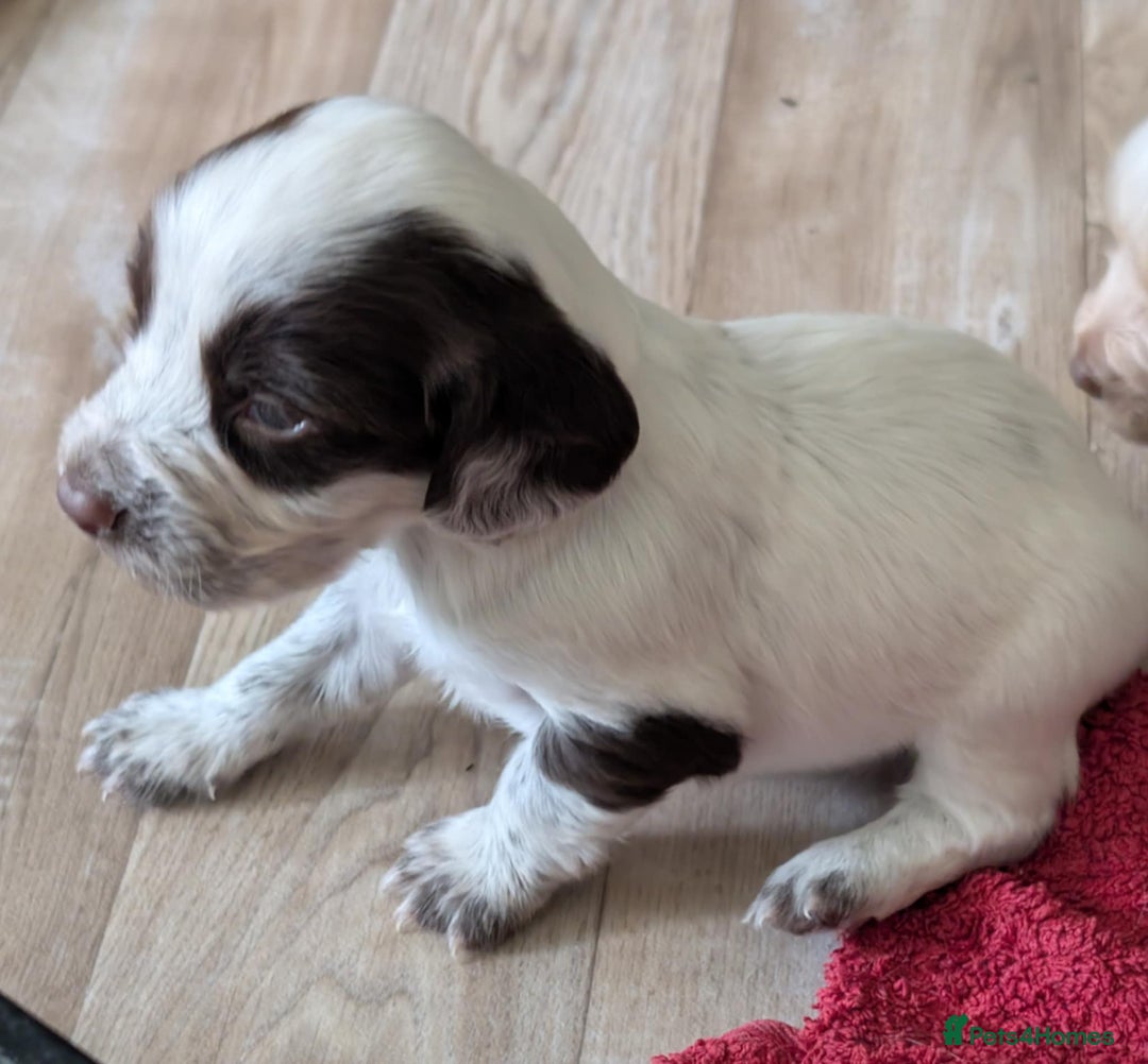 Cocker Spaniel dogs for sale: 2 x BOYS - KC Reg Working Cocker Spaniels - Image 12