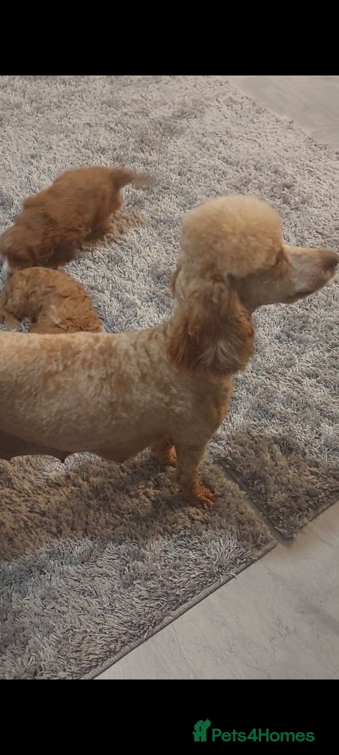 Cavapoo dogs for sale: CAVAPOO F1 puppies  - Image 6