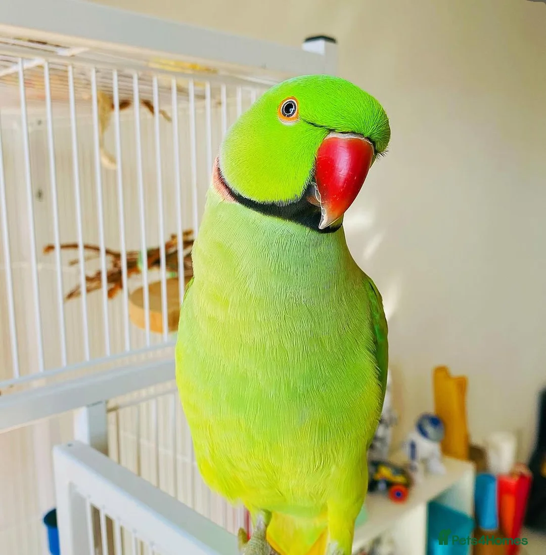 Parrots birds for sale: Male Ringneck parrot available  in Stoke-on-Trent - Advert 2