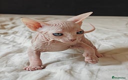 Sphynx cats for sale: Pedigree Sphynx Kitten in Bedford - Image 18