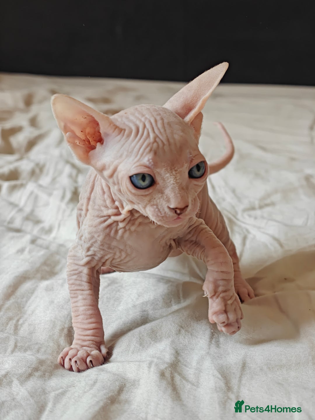 Sphynx cats for sale: Pedigree Sphynx Kitten in Bedford - Image 18