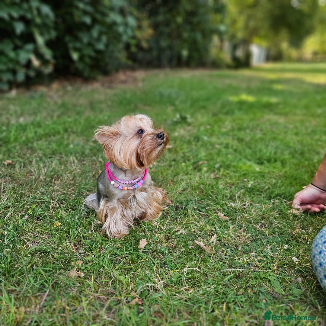 Yorkshire Terrier dogs for sale: Yorkie for rehome🩷 - Advert 2