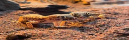 Gecko reptiles for sale: 3 Dune Geckos (Stenodactylus S) + Complete Setup - Advert 1