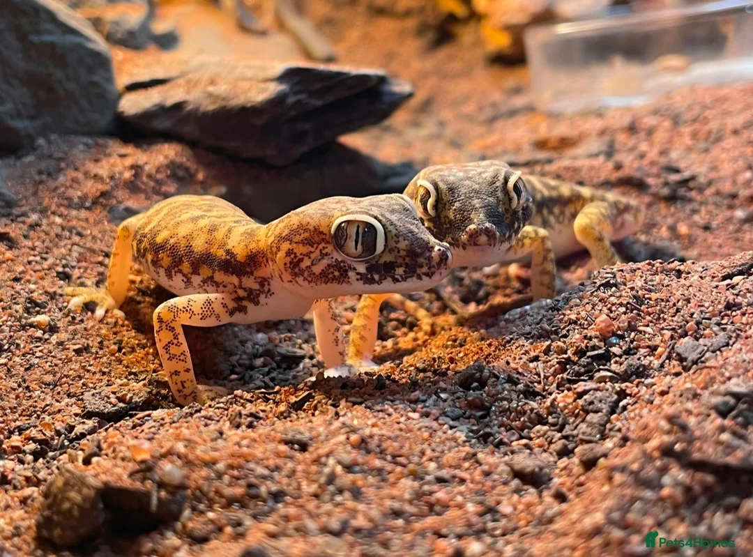 Gecko reptiles for sale: 3 Dune Geckos (Stenodactylus S) + Complete Setup - Advert 1