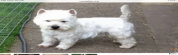 West Highland Terrier dogs for stud: 3 Stud Dogs available in Doncaster - Advert 1