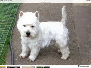 West Highland Terrier dogs in Doncaster - Advert 2