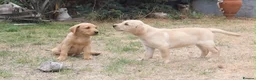 Labrador Retriever dogs for sale: Beautiful Kennel Club Registered Labrador Puppies - Advert 6