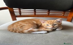 Domestic Shorthair cats for sale: Two gorgeous Domestic shorthair kittens for sale - Image 4