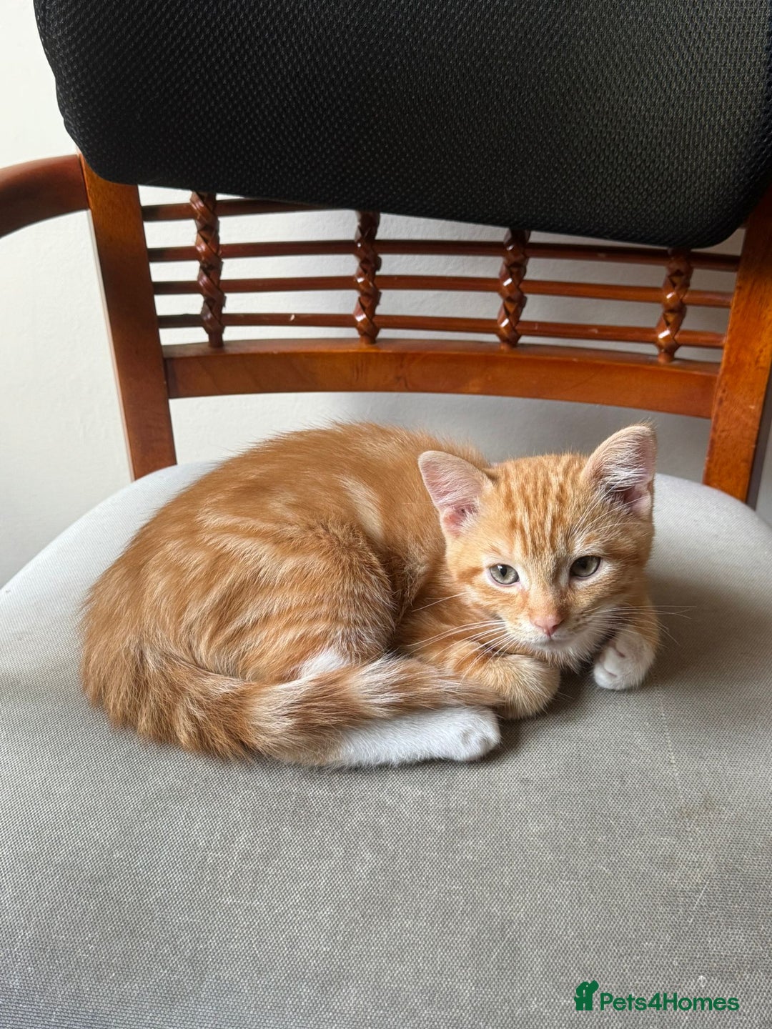 Domestic Shorthair cats for sale: Two gorgeous Domestic shorthair kittens for sale - Image 4