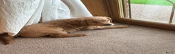 Goldendoodle dogs for sale: Stunning Male Goldendoodle - Advert 8