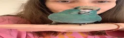 Parakeets birds for sale: Hand Reared Baby Kakarikis  - Advert 5