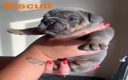 English Bulldog dogs for stud: *RUBBLE* NEBBR beautiful boy - Image 8