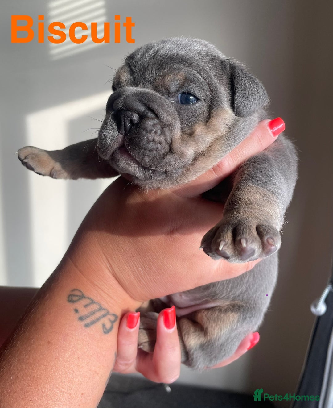 English Bulldog dogs for stud: *RUBBLE* NEBBR beautiful boy - Image 8