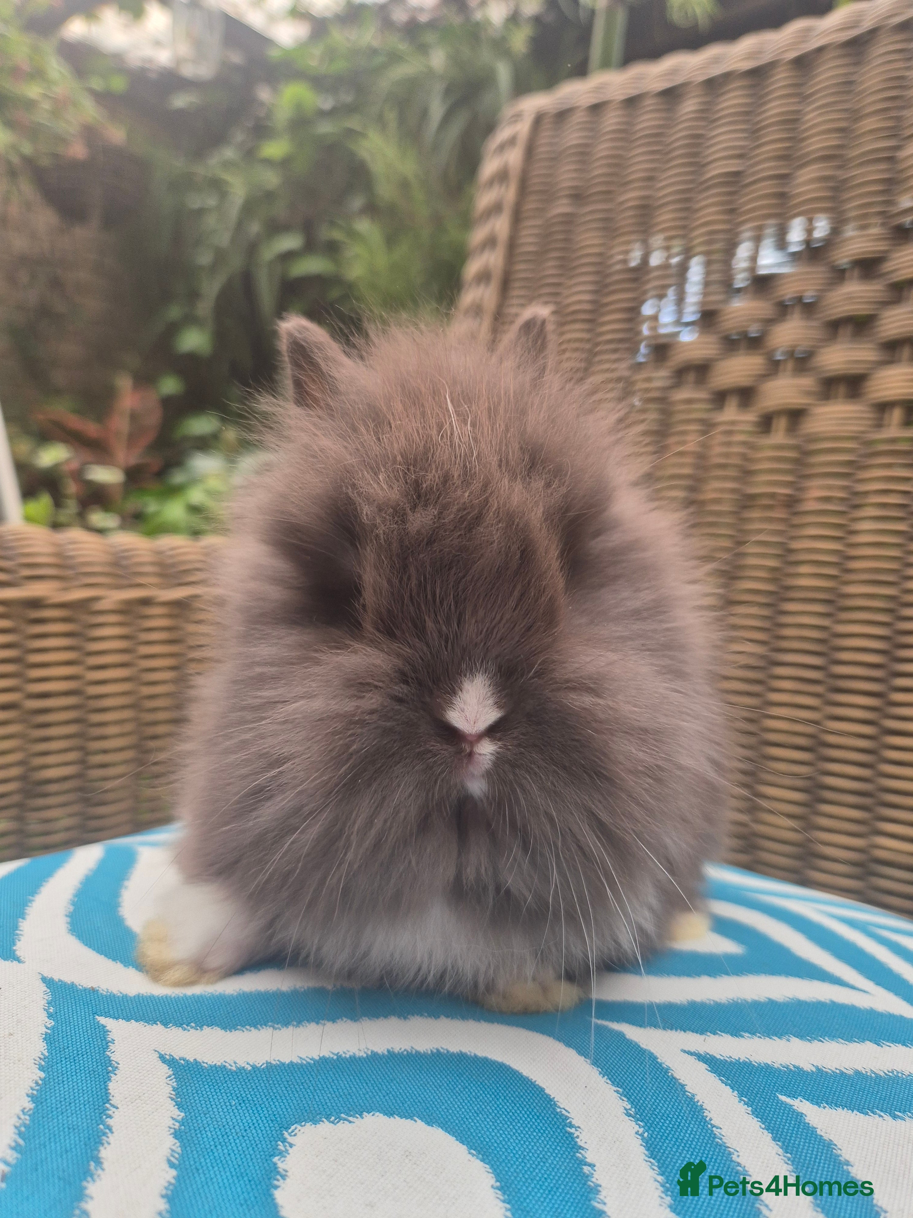 Angora rabbits 💙💗 Teddydwerg blue girl available 💙 - Advert 2