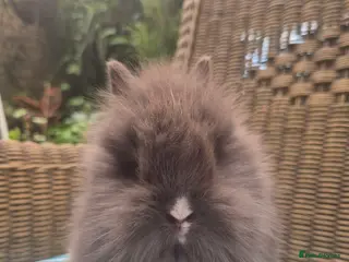 Angora rabbits 💙💗 Teddydwerg blue girl available 💙 - Advert 2