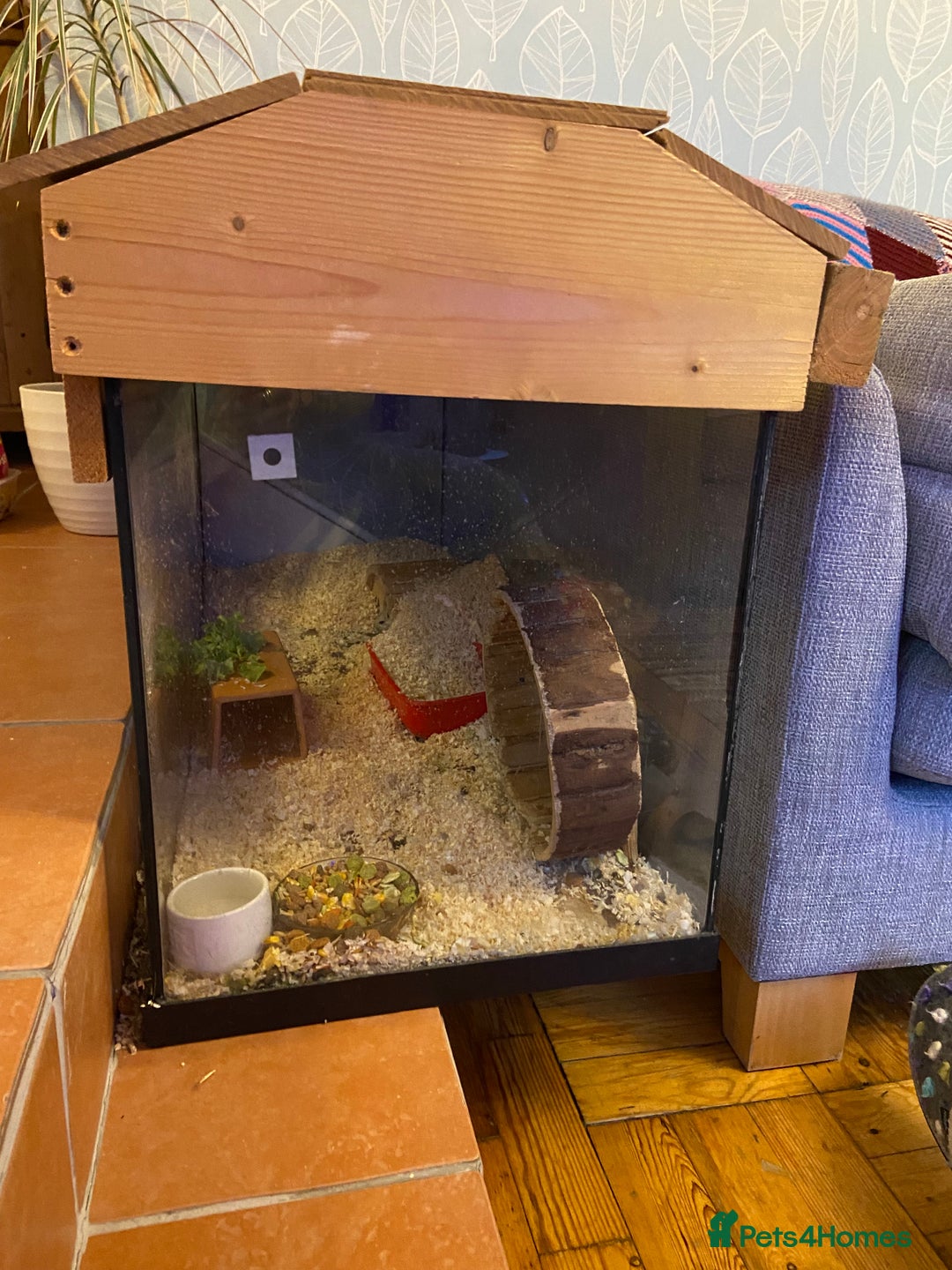 Gerbil rodents for sale: 2 friendly gerbils  - Advert 6