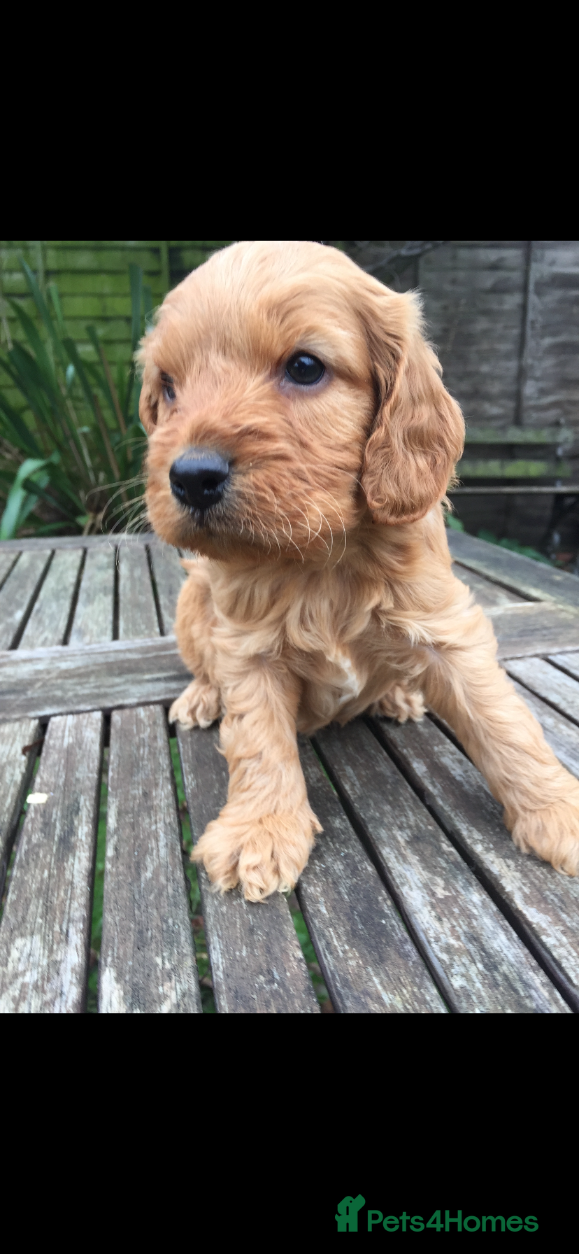 Cockapoo dogs F1 RED COCKAPOO GIRL. READY NOW. - Advert 2