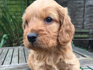 Cockapoo dogs F1 RED COCKAPOO GIRL. READY NOW. - Advert 15