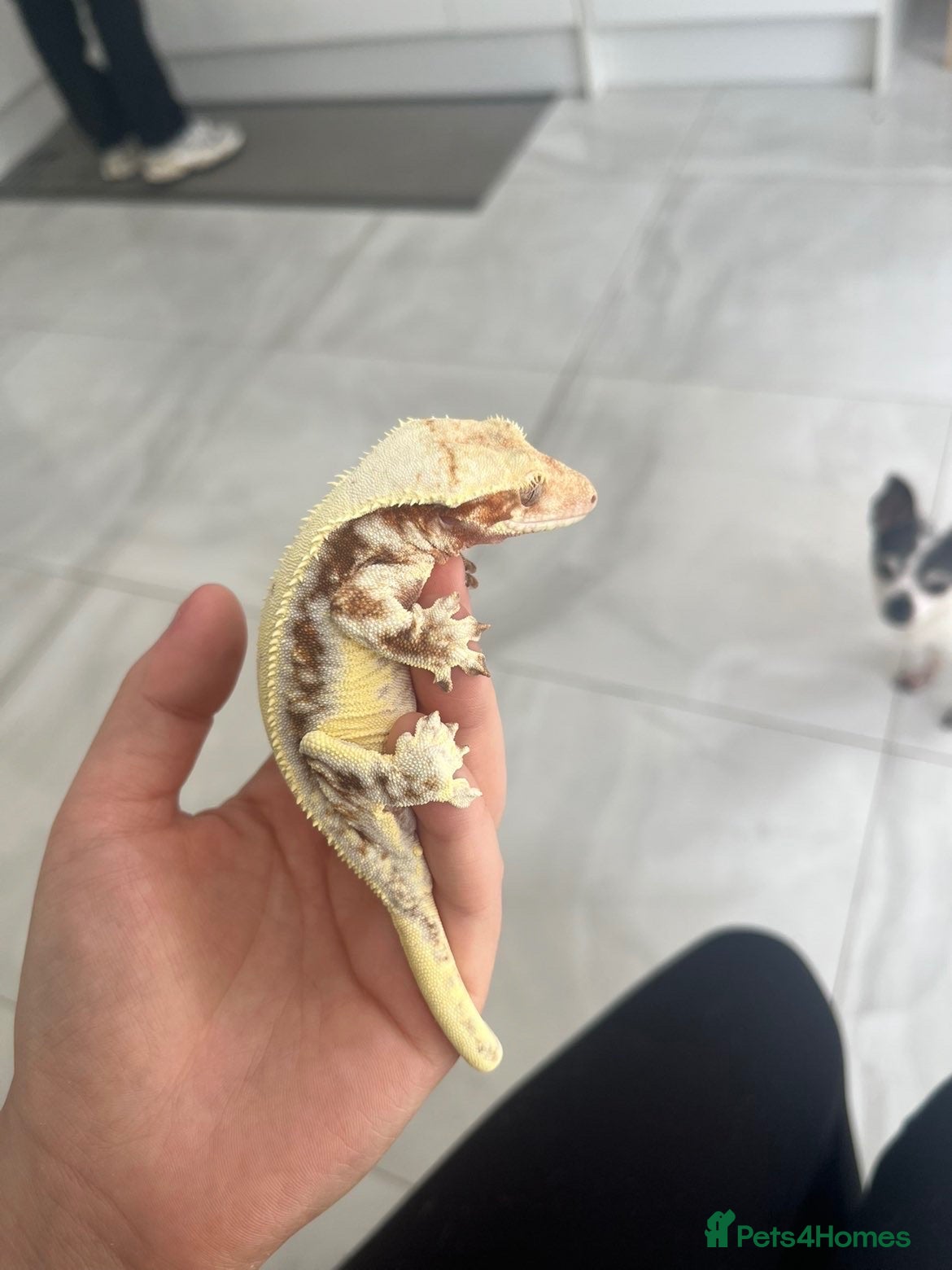 Gecko reptiles Various geckos for sale message for prices  - Advert 1