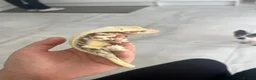Gecko reptiles for sale: Various geckos for sale message for prices  - Advert 1