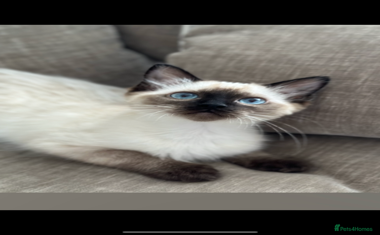 Ragdoll cats - Advert 4