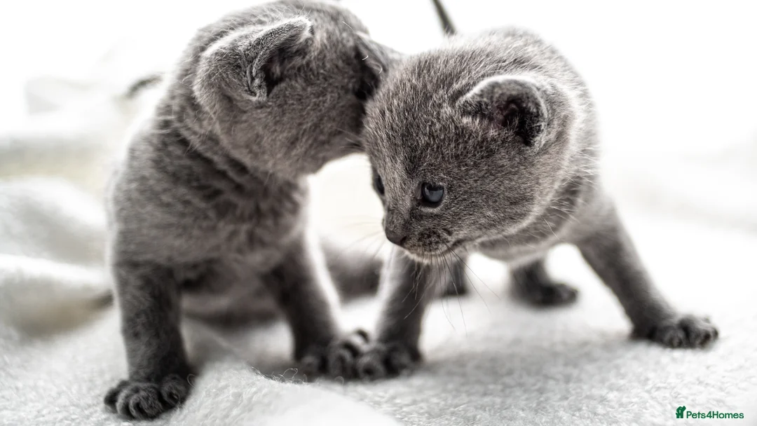Russian Blue cats for sale: *One Beautiful Russian Blue Male Kitten Left!* - Advert 15